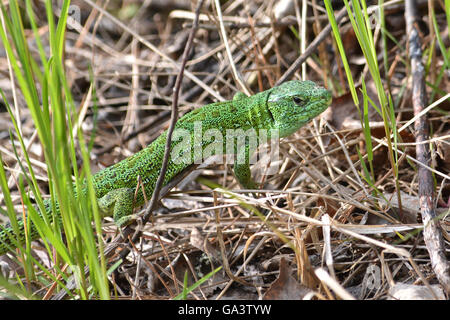 Zauneidechse (Lacerta Agilis). Grüne Eidechse im Mai, Nationalpark Meshchera, Ryazan Oblast der Russischen Föderation. Stockfoto