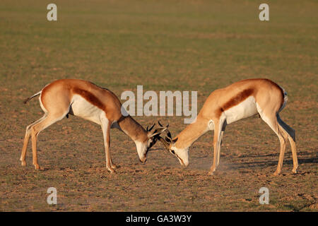 Zwei südafrikanische Springbock Antilopen (Antidorcas Marsupialis ...