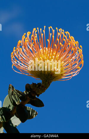 Blume von einem Nadelkissen protea (Leucospermum Patersonii) vor einem blauen Himmel, Südafrika Stockfoto
