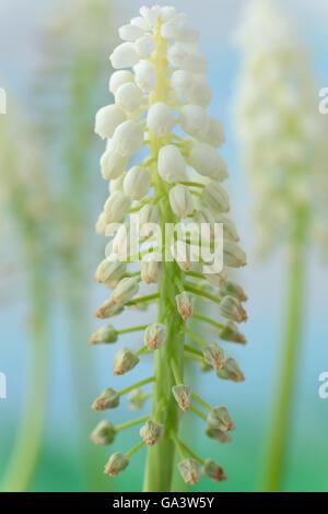 Muscari Armeniacum kann "Argaei Album" Trauben Hyazinthe Seedheads bilden wie Die Blumen Stockfoto