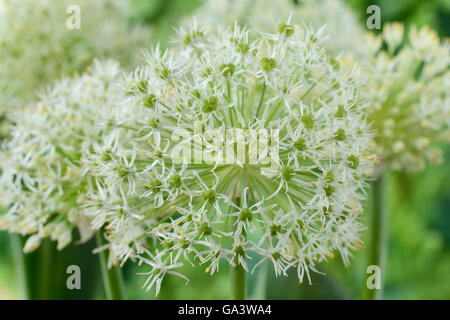 Allium Karataviense 'Ivory Queen' Kara Tau Knoblauch kann Stockfoto