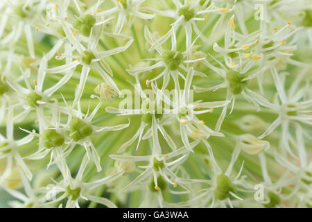 Allium Karataviense 'Ivory Queen' Kara Tau Knoblauch kann Stockfoto