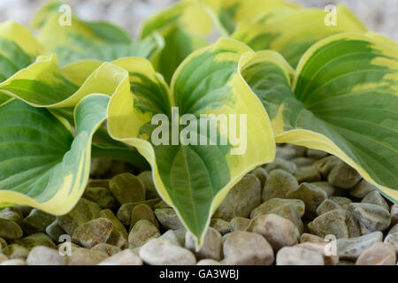 Hosta "Breiter Krempe" Wegerich Lily wächst in Kies Juni Stockfoto