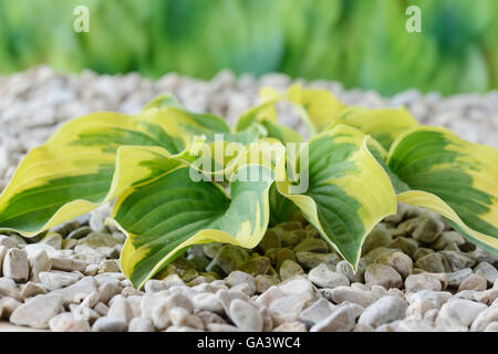 Hosta "Breiter Krempe" Wegerich Lily wächst in Kies Juni Stockfoto