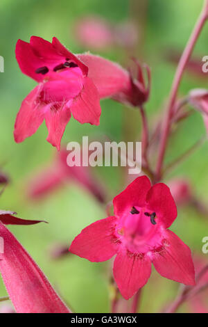 Penstemon "Andenken ein Friedrich Hahn" sy "Granat" Beard-tongue Juni Stockfoto