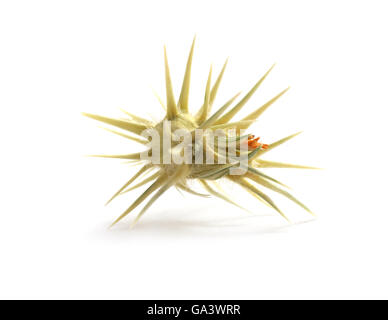 Stachelige isoliert. Close-up Makro Objekt. Element des Designs. Stockfoto