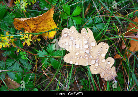 Herbst Blatt und Tropfen. Natur-Komposition. Stockfoto