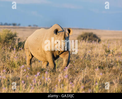 Ein einsamer Erwachsenen Spitzmaulnashorn in Grünland im südlichen Afrika Stockfoto