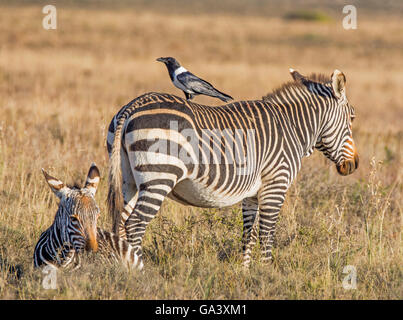 Ein Pied Crow sitzt auf der Rückseite des Kapbergzebra im südlichen afrikanischen Savanne Stockfoto