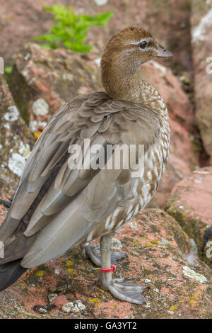 Garganey an Slimbridge Stockfoto