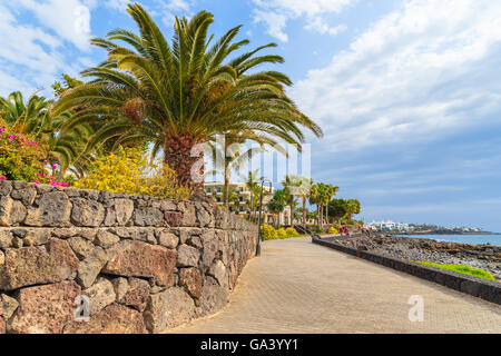 Palmen auf Küstenpromenade entlang Meer in Playa Blanca Stadt, Lanzarote, Kanarische Inseln, Spanien Stockfoto