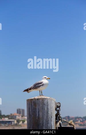 Möwe auf hölzernen Pfosten auf europäische Küste stehen Stockfoto