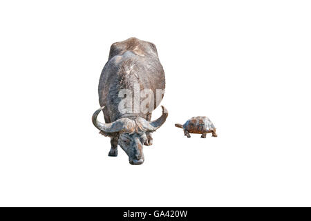 Eine schlammige Kaffernbüffel Syncerus Caffer, und einem nassen Pantherschildkröte, Stigmochelys Pardalis, isoliert auf weiss Stockfoto