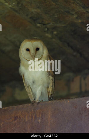 Schleiereule (Tyto Alba) saß auf einem metallischen Träger in einem Backsteinturm. Stockfoto