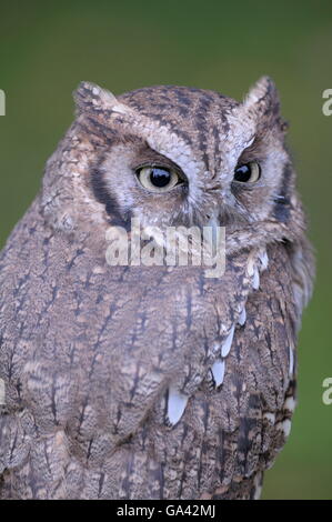 Tropischen Käuzchen / (Megascops Choliba) Stockfoto