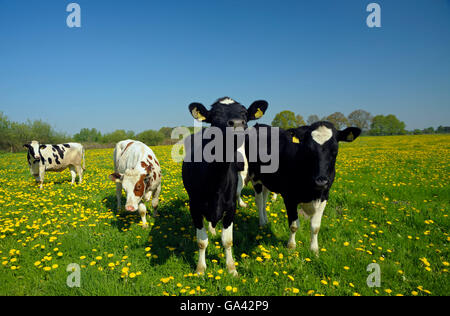 Rinder auf der Weide, Naturschutzgebiet Dingdener Heide, Nordrhein-Westfalen, Deutschland Stockfoto