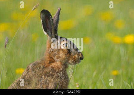 Brauner Hase, Naturschutzgebiet Dingdener Heide, Nordrhein-Westfalen, Deutschland / (Lepus Europaeus) / Seite, Profil, Feldhase, Biotope Dingdener Heide, Nordrhein-Westfalen, Deutschland / (Lepus Europaeus) / Hase, Hasen, Seitlich, Profil Stockfoto