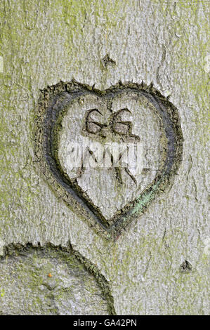 Herz geschnitzt in Buche Stamm, North Rhine-Westphalia, Deutschland / (Fagus Sylvatica) Stockfoto