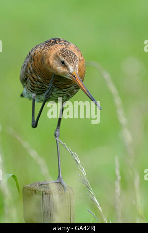 Schwarz-angebundene Uferschnepfe, Niederlande / (Limosa Limosa) Stockfoto