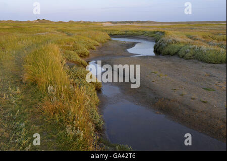 Tideway, Salz-Sumpf, Naturschutzgebiet De Slufter, Nationalpark Duinen van Texel, Texel, Niederlande / Morgenlicht Stockfoto