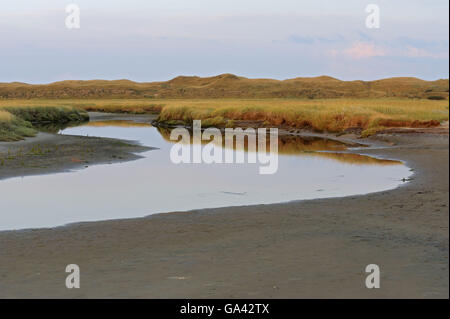 Tideway, Salz-Sumpf, Naturschutzgebiet De Slufter, Nationalpark Duinen van Texel, Texel, Niederlande / Morgenlicht Stockfoto