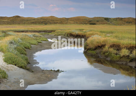 Tideway, Salz-Sumpf, Naturschutzgebiet De Slufter, Nationalpark Duinen van Texel, Texel, Niederlande / Morgenlicht Stockfoto