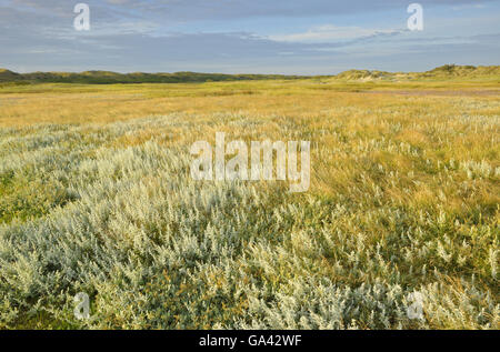 Salz-Sumpf mit Meer Wermut, Naturschutzgebiet De Slufter, Nationalpark Duinen van Texel, Texel, Niederlande / (Artemisia Maritima) Stockfoto