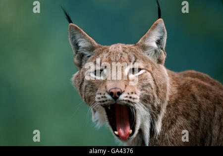 Europäische Luchs, Gähnen / (Lynx Lynx) Stockfoto