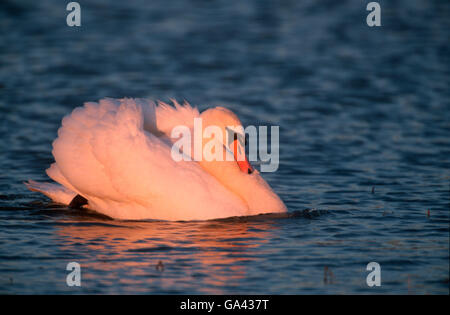 Höckerschwan Bedrohung Display, North Rhine-Westphalia, Deutschland / (Cygnus Olor) Stockfoto