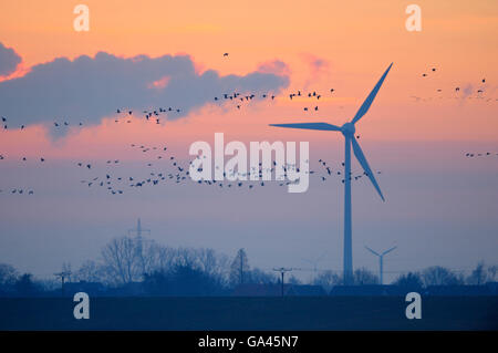 Weiß – Anser Gans, Schenkenschanz, Deutschland / (Anser Albifrons) Stockfoto