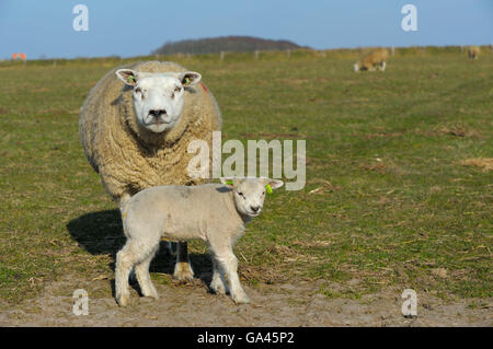 Texel Schafe, Mutterschaf mit Lamm, Texel, Niederlande Stockfoto