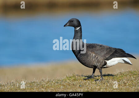 Brent Goose, Texel, Niederlande / (Branta Bernicla Bernicla) Stockfoto