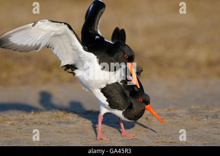 Austernfischer, paar, Texel, Niederlande / (Haematopus Ostralegus) Stockfoto