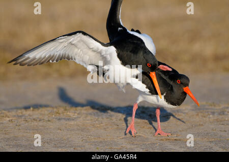 Austernfischer, paar, Texel, Niederlande / (Haematopus Ostralegus) Stockfoto