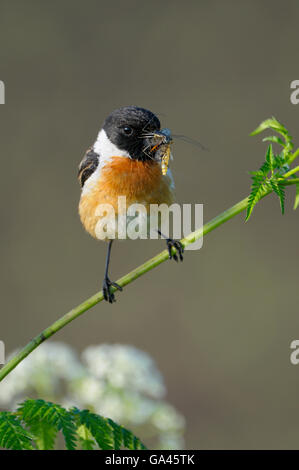 Schwarzkehlchen, Männlich, Dingdener Heide, Deutschland / (Saxicola Torquata) Stockfoto