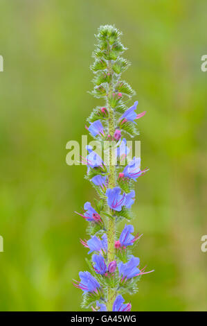 Viper's Bugloss, Oberhausen, Deutschland / (Echium Vulgare) Stockfoto