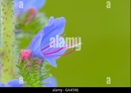 Viper's Bugloss, Oberhausen, Deutschland / (Echium Vulgare) Stockfoto