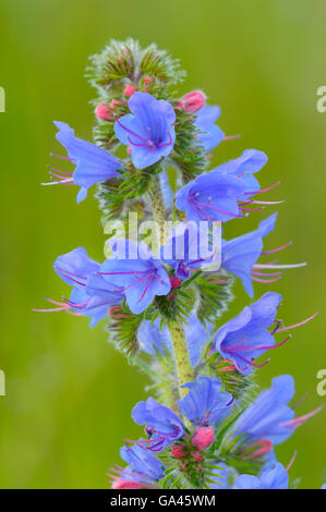 Viper's Bugloss, Oberhausen, Deutschland / (Echium Vulgare) Stockfoto