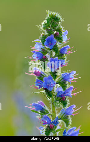 Viper's Bugloss, Oberhausen, Deutschland / (Echium Vulgare) Stockfoto