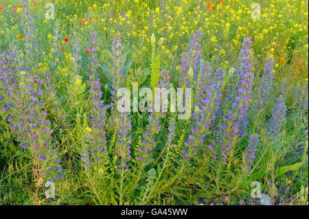 Viper's Bugloss, Oberhausen, Deutschland / (Echium Vulgare) Stockfoto