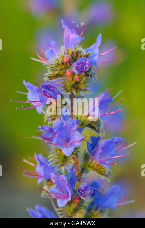 Viper's Bugloss, Oberhausen, Deutschland / (Echium Vulgare) Stockfoto