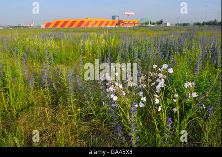 White Campion und Viper's Bugloss, Oberhausen, Deutschland / (Melandrium Album) und (Echium Vulgare) Stockfoto