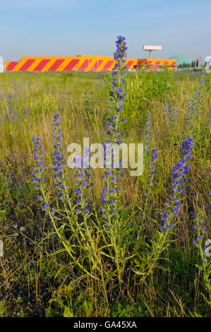 Viper's Bugloss, Oberhausen, Deutschland / (Echium Vulgare) Stockfoto