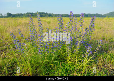 Viper's Bugloss, Oberhausen, Deutschland / (Echium Vulgare) Stockfoto