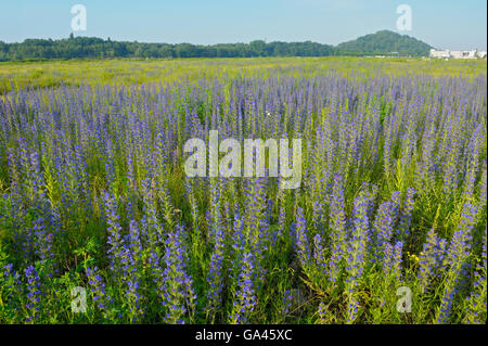 Viper's Bugloss, Oberhausen, Deutschland / (Echium Vulgare) Stockfoto