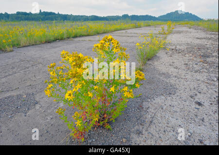 Johanniskraut, Oberhausen, Deutschland / (Hypericum Perforatum) Stockfoto