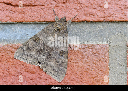 Rot Underwing, Cuxhaven, Deutschland / (Catocala Nupta) Stockfoto