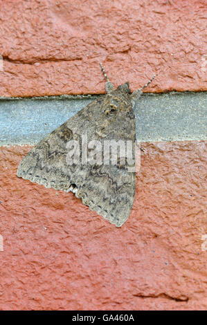 Rot Underwing, Cuxhaven, Deutschland / (Catocala Nupta) Stockfoto