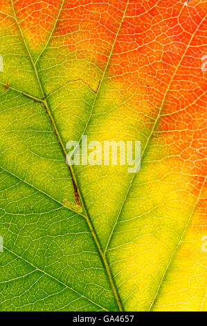 Gemeinsamen Mehlbeere, Blatt im Herbst, Oktober, Deutschland / (Sorbus Aria) Stockfoto