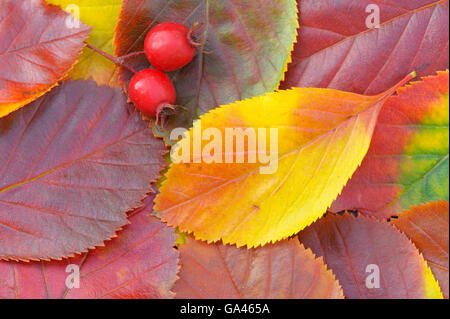 Gemeinsamen Mehlbeere, Beeren und Blätter im Herbst, Oktober, Oberhausen, Deutschland / (Sorbus Aria) Stockfoto